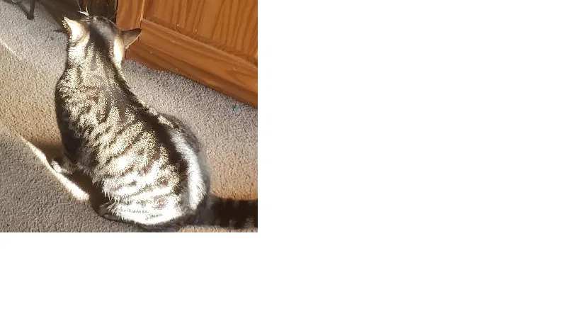 Lost cat in Indianapolis, IN, 46214