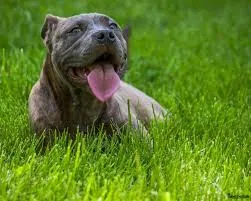 Lost dog in Lafayette, LA, 70503