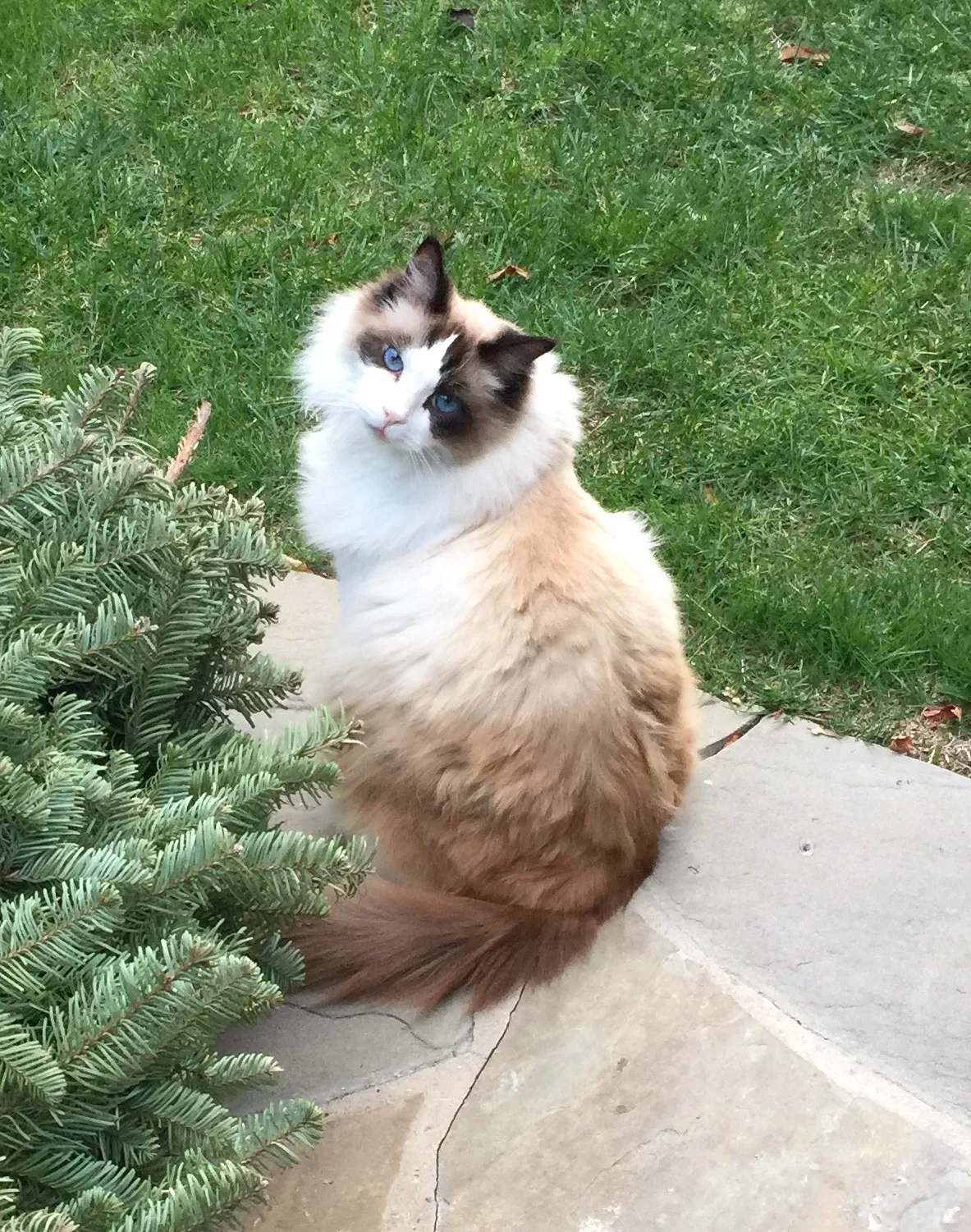 Lost cat in La Jolla, CA, 92037