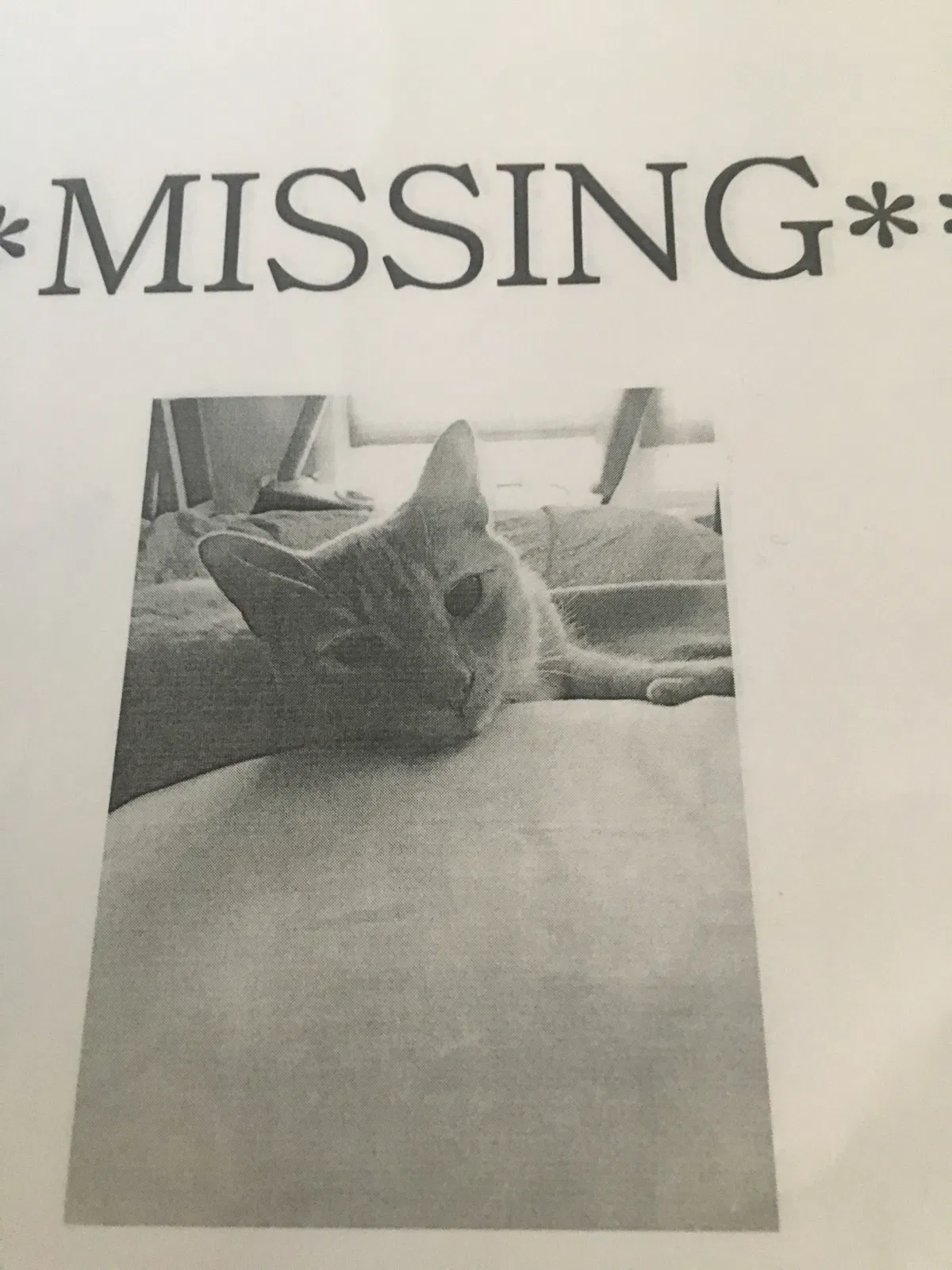 Lost cat in Fayetteville, NY, 13066