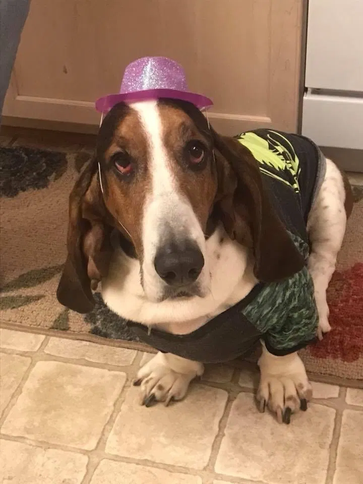 Lost dog in Kernersville, NC, 27284