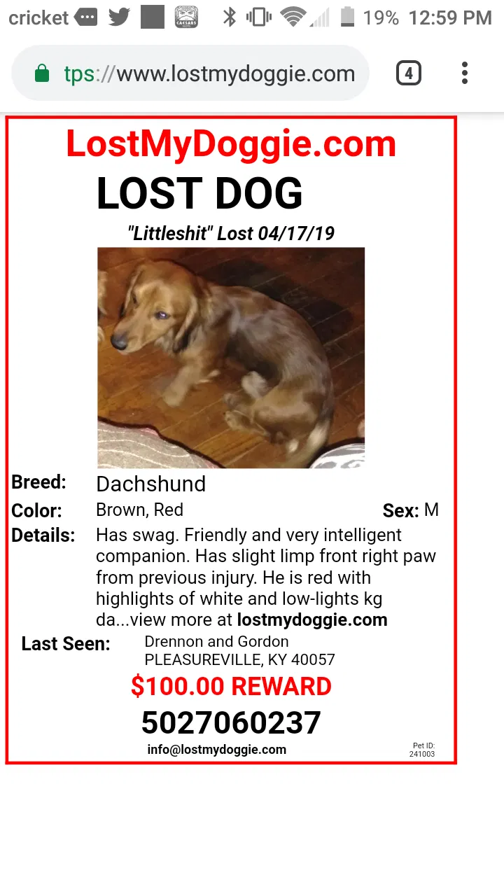Lost dog in Pleasureville, KY, 40057