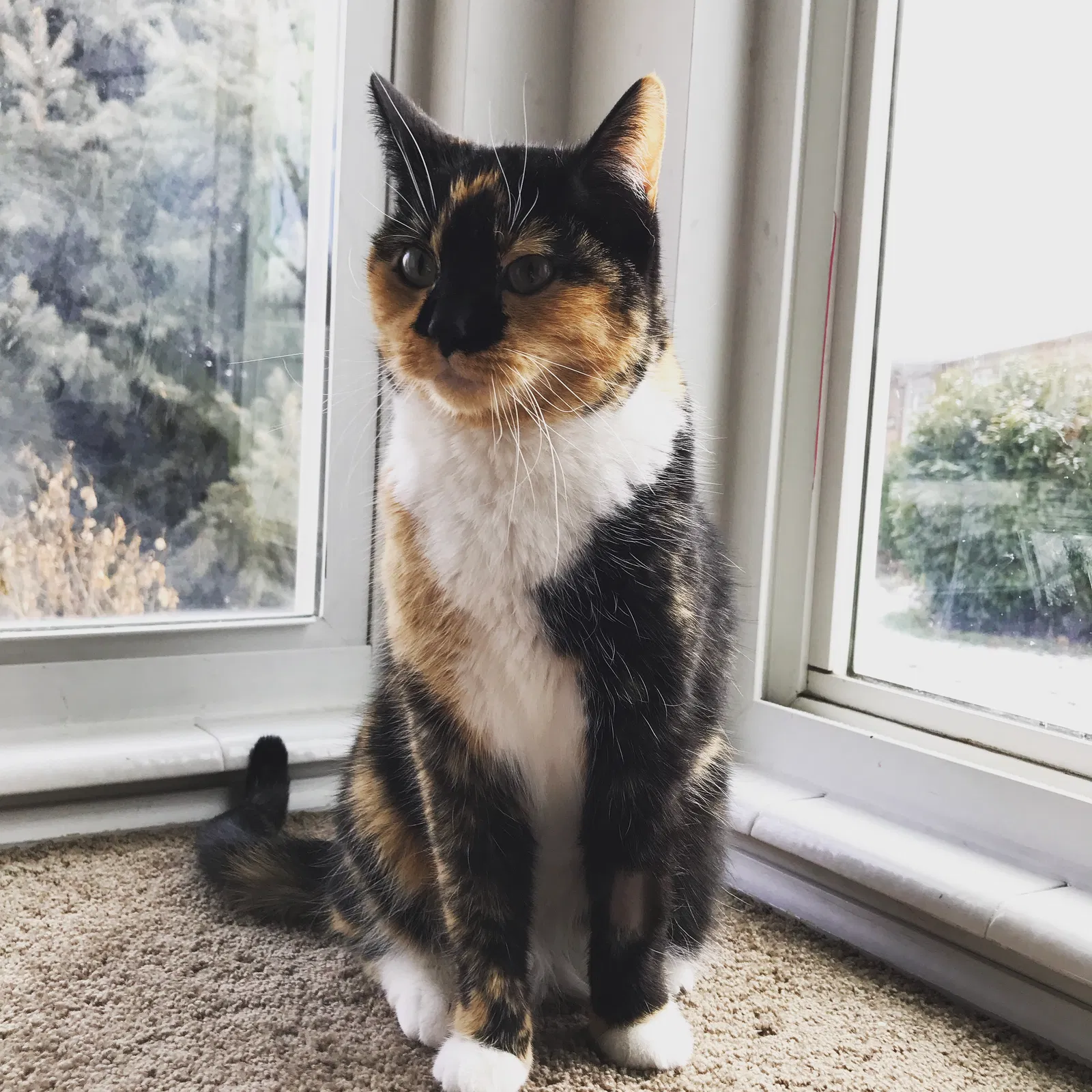 Lost cat in Unknown, UT, 84009