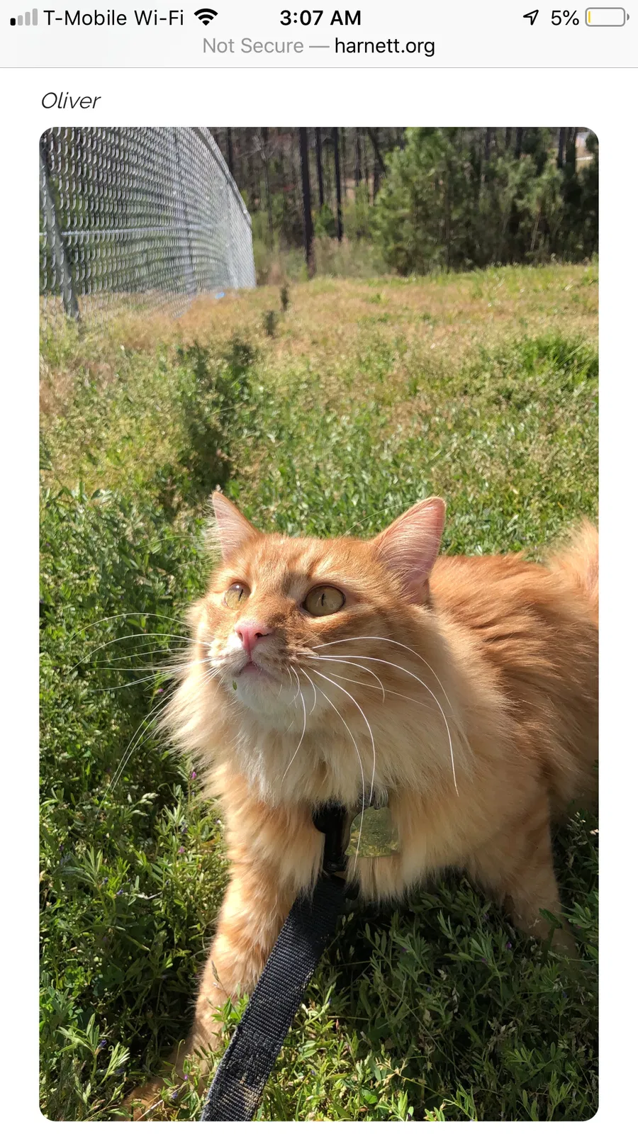 Lost cat in Cameron, NC, 28326