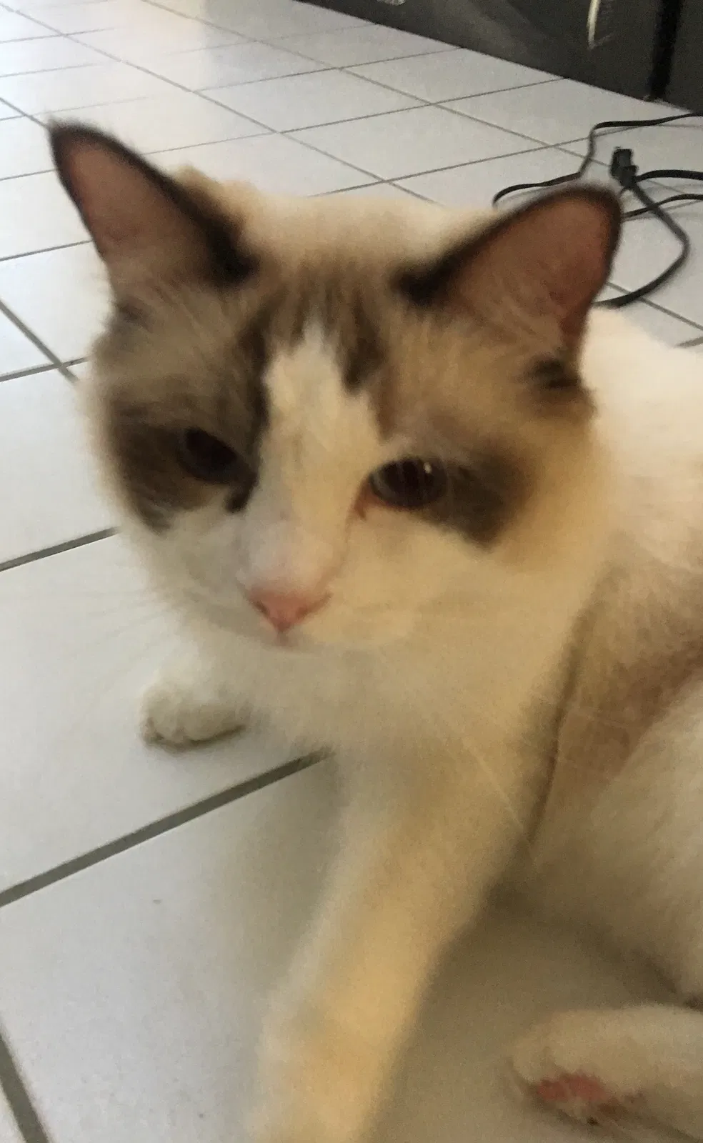 Lost cat in Camarillo, CA, 93012