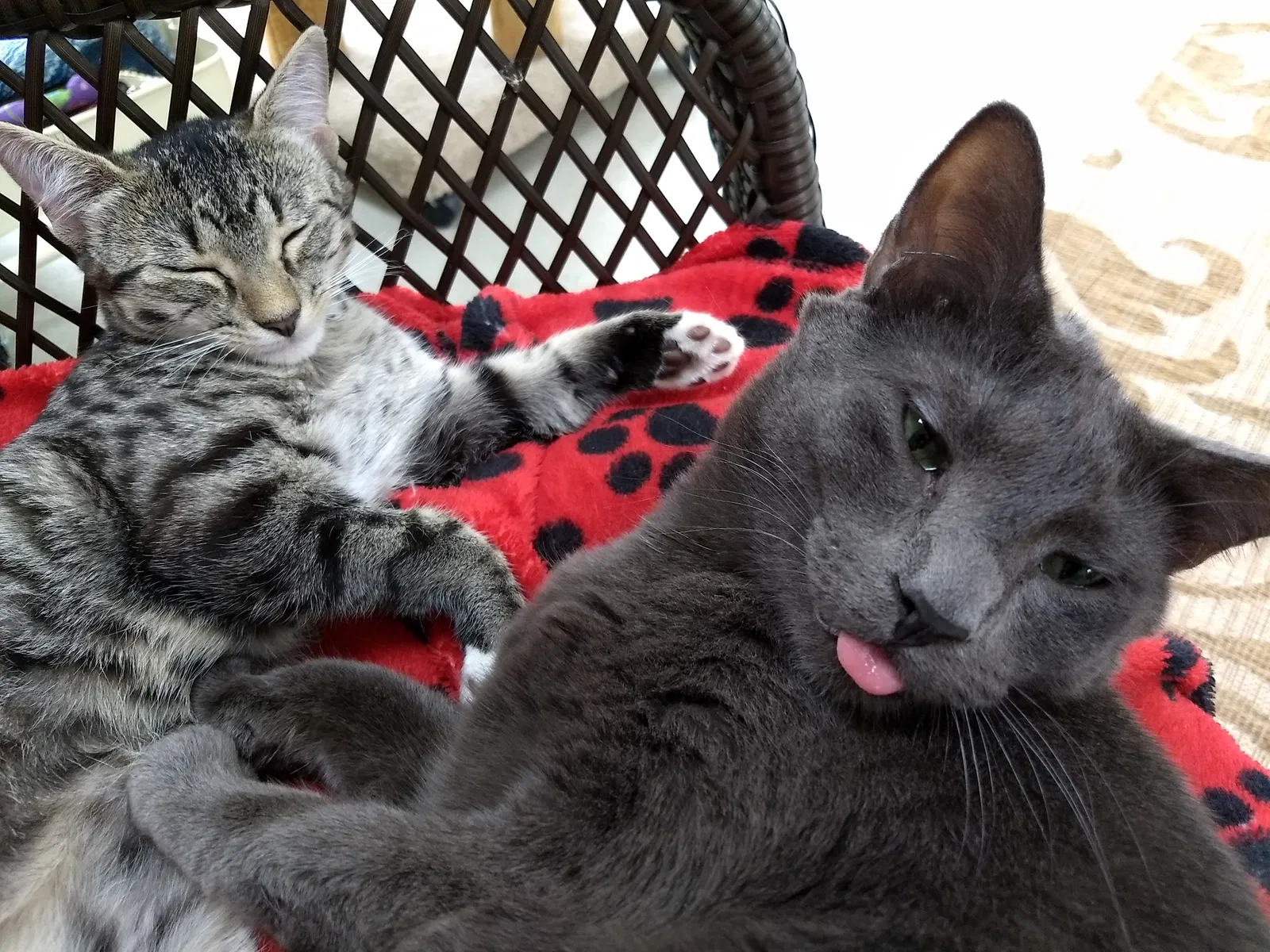 Lost cat in Chesterfield, MO, 63017