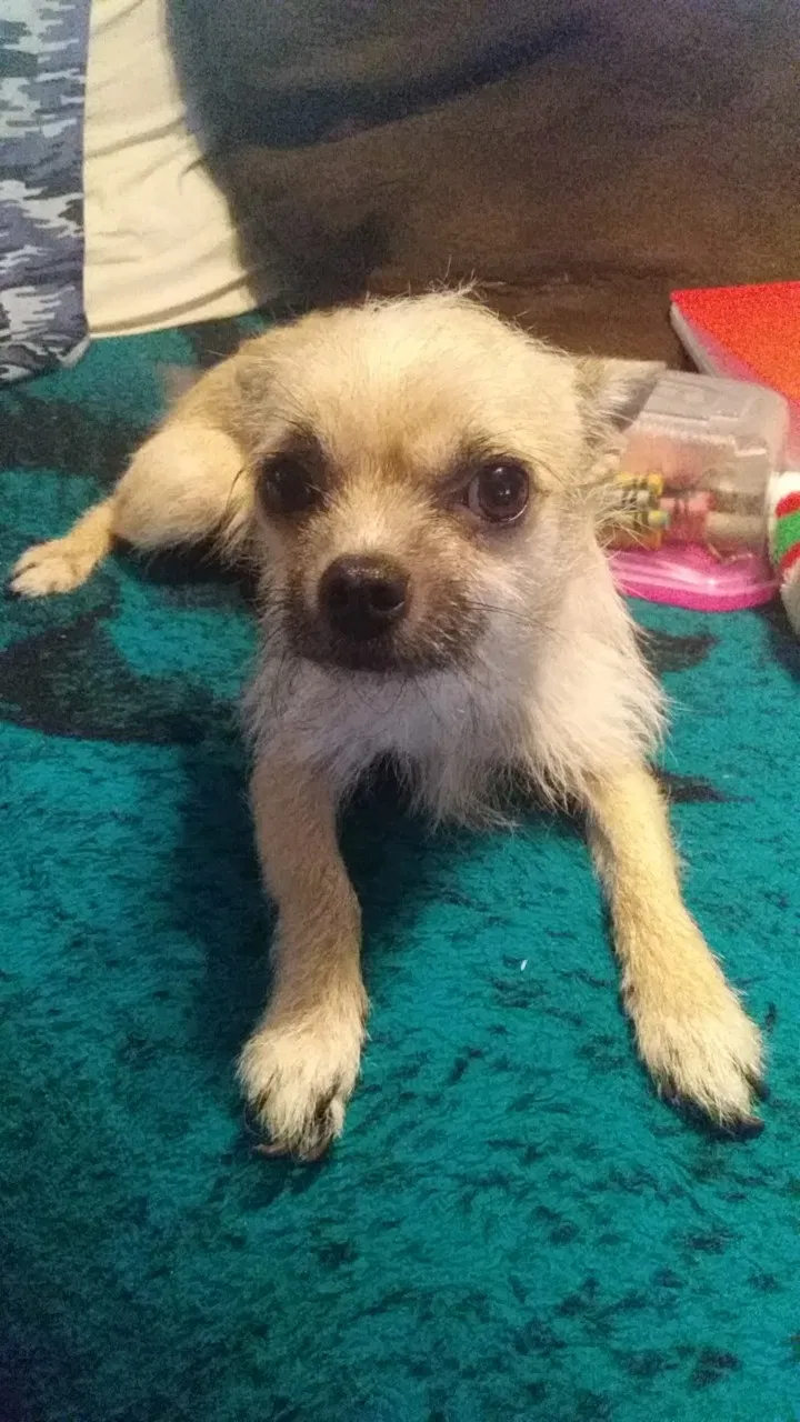 Lost dog in Fresno, CA, 93727
