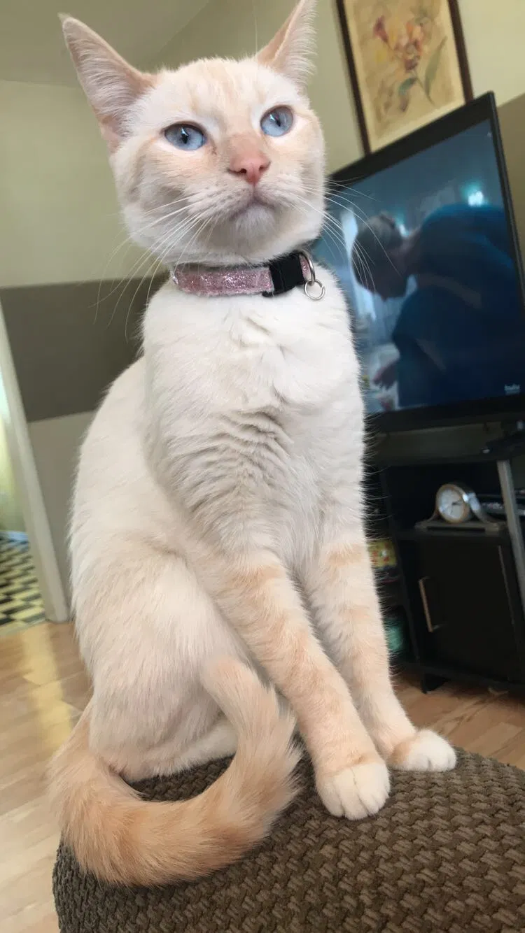 Lost cat in Valparaiso, IN, 46383