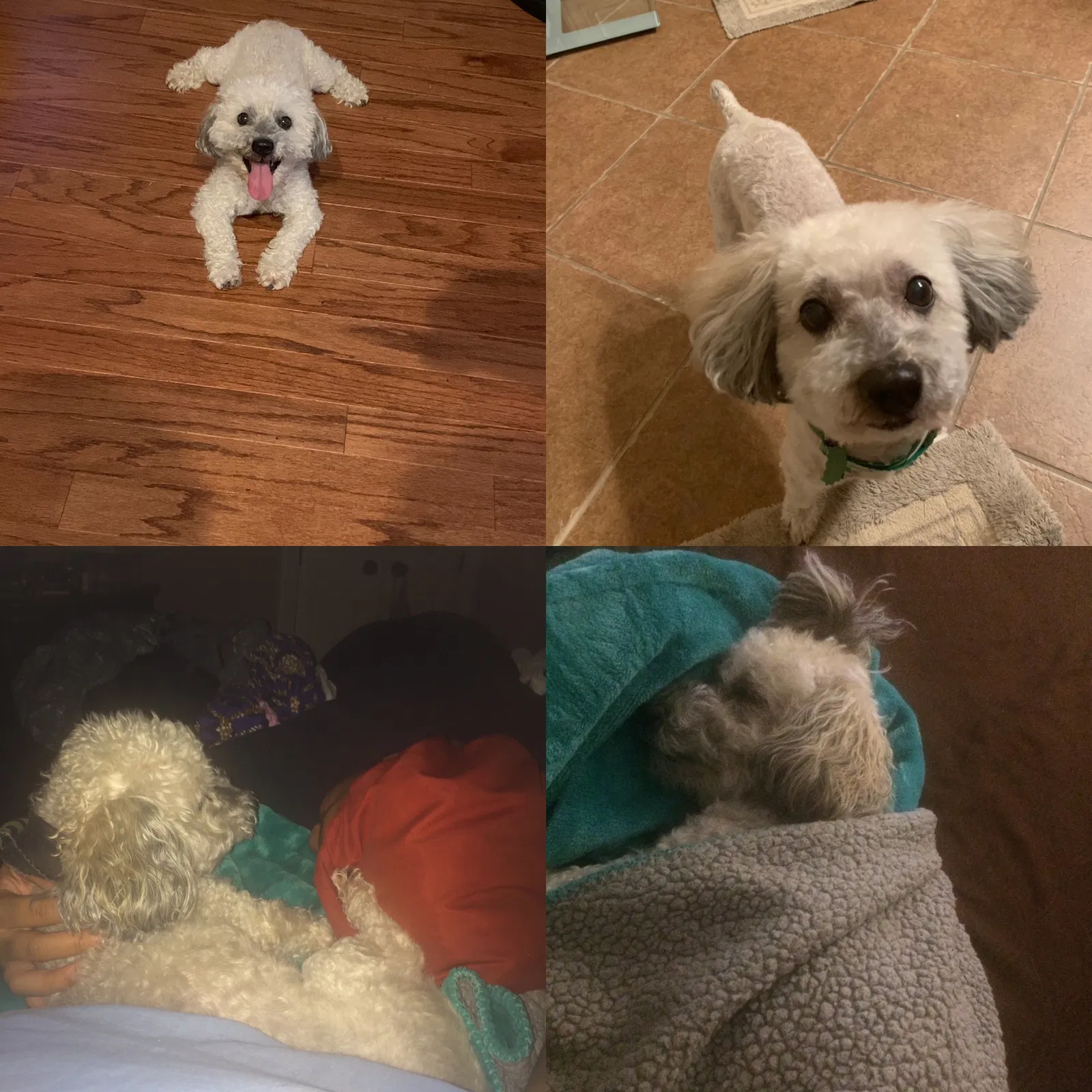 Lost dog in Cordova, TN, 38016