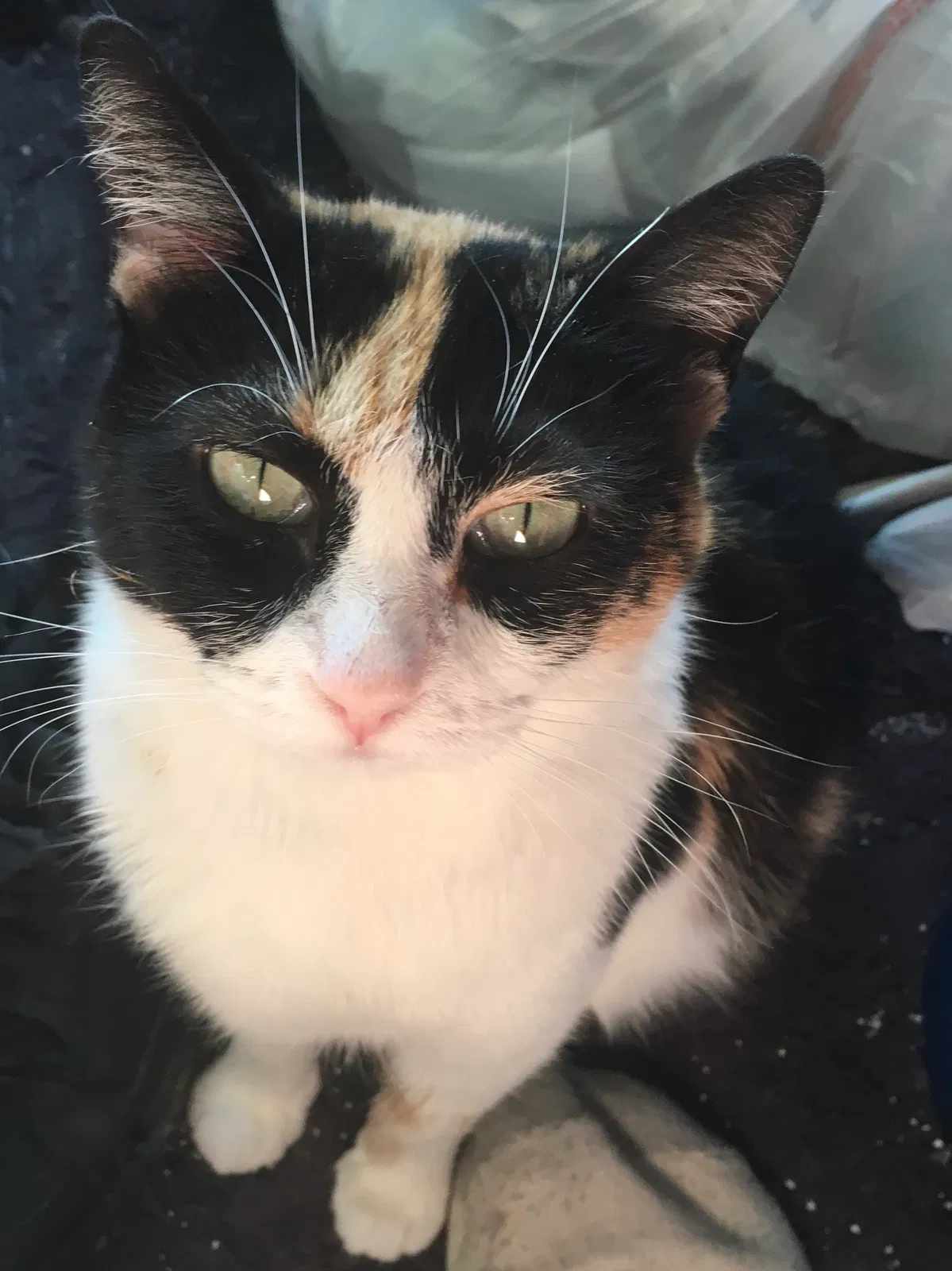 Lost cat in Burley, ID, 83318