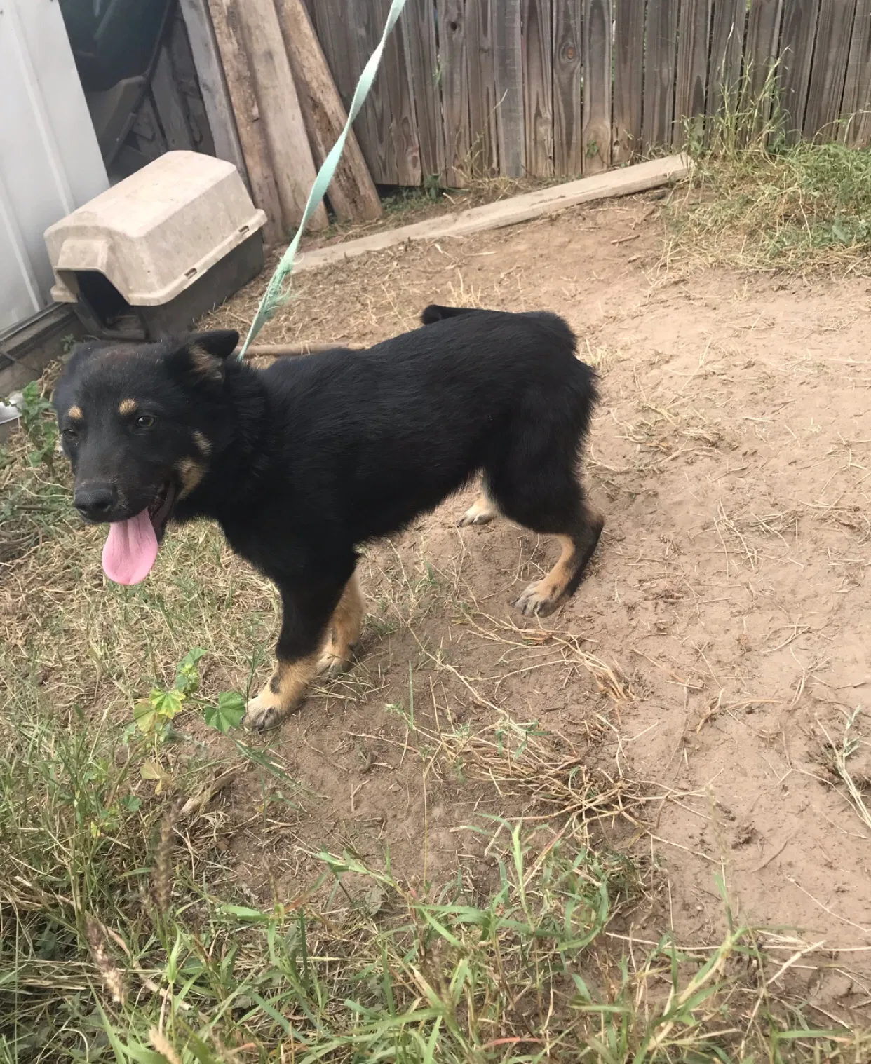 Lost dog in Laredo, TX, 78043