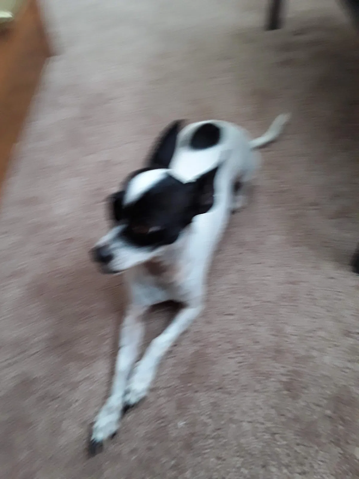 Lost dog in Toledo, OH, 43601