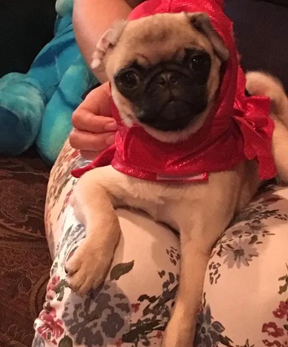 Lost dog in Laredo, TX, 78043