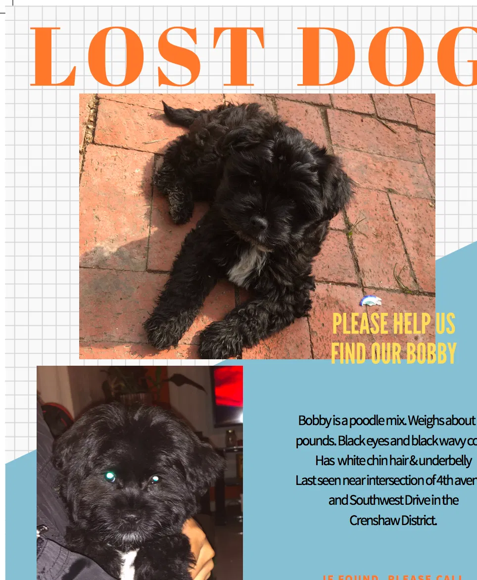 Lost dog in Los Angeles, CA, 90043