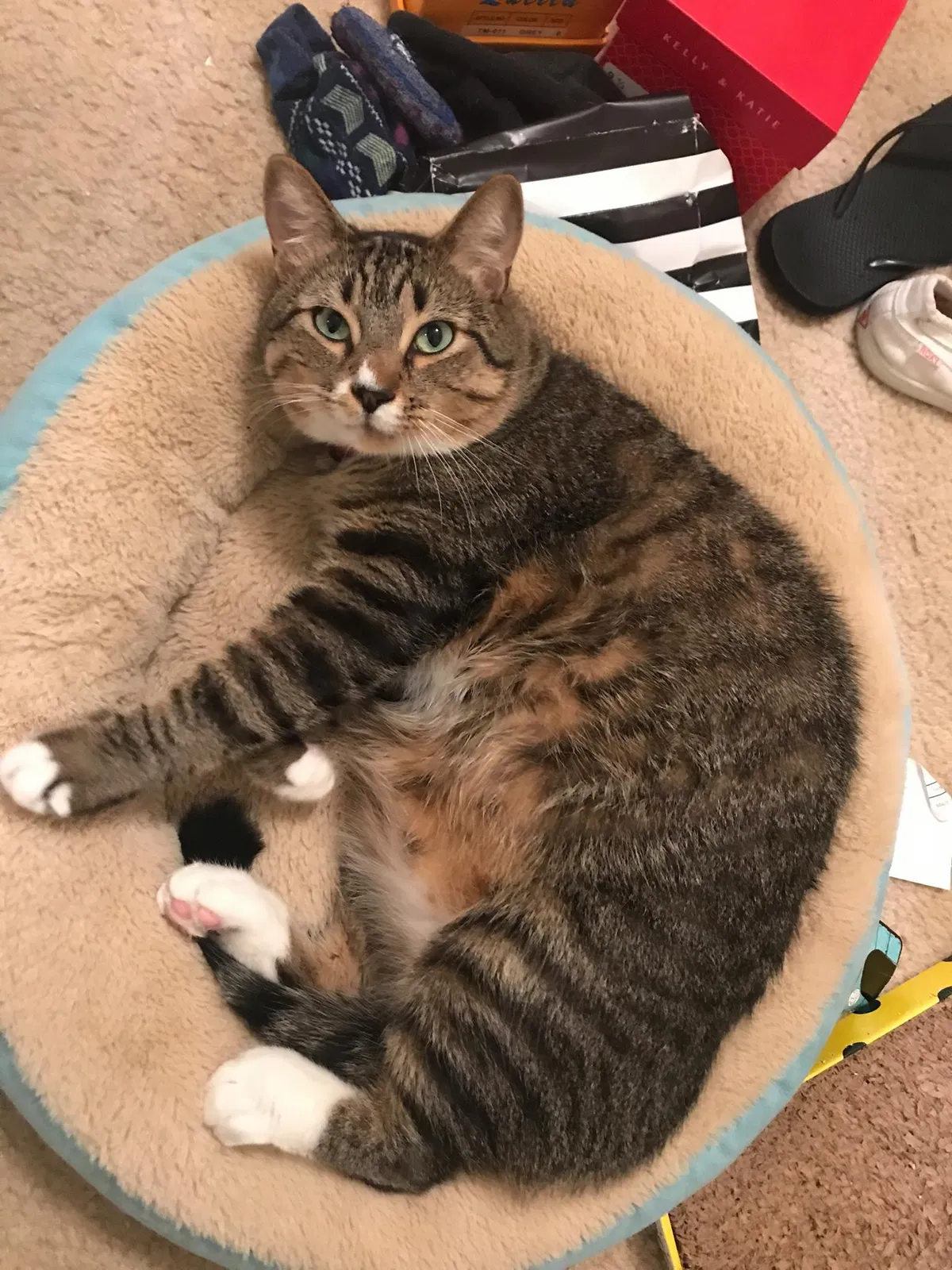 Lost cat in Cypress, TX, 77433