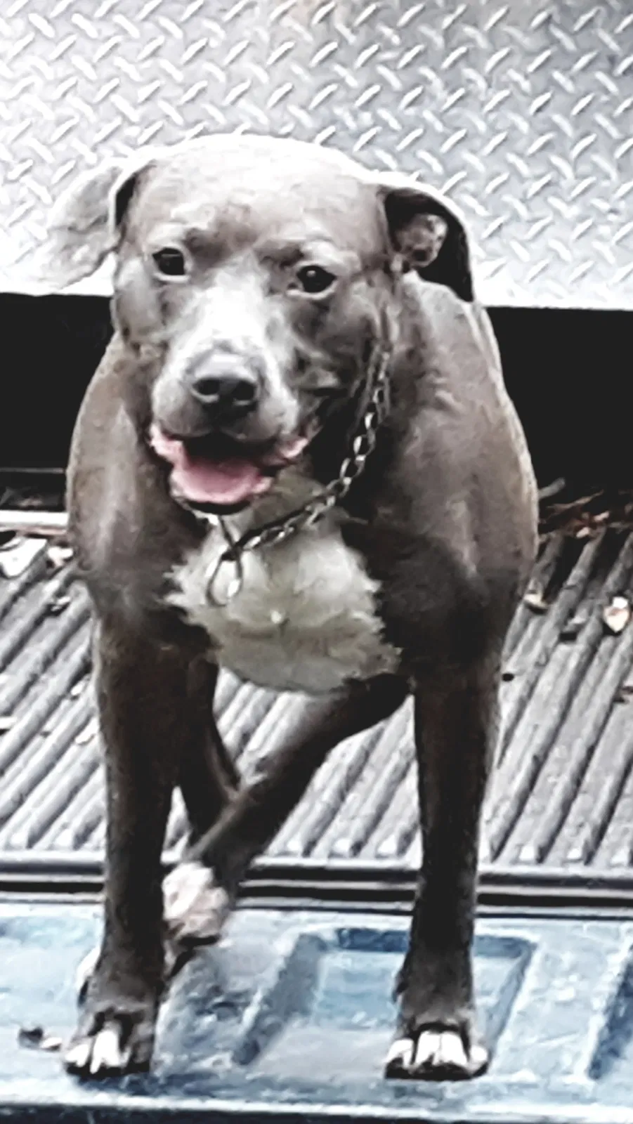 Lost dog in Jacksonville, FL, 32244