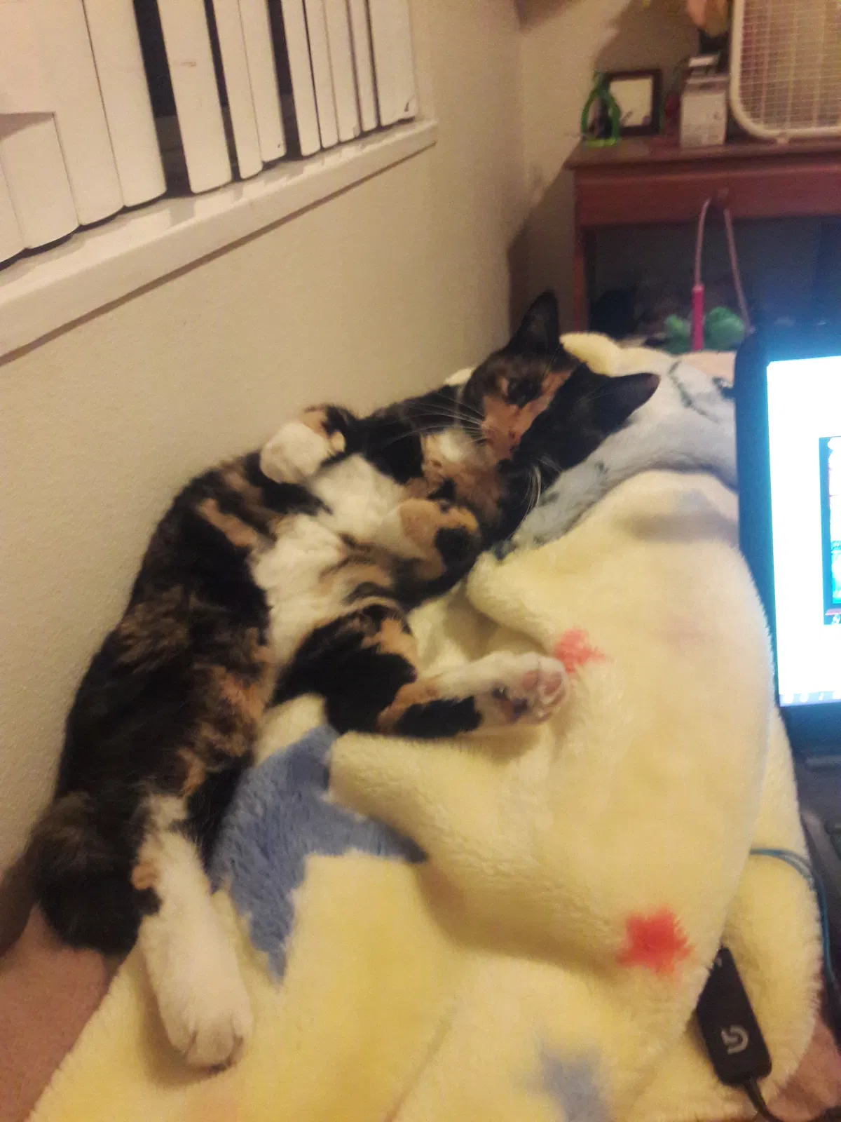 Lost cat in Twin Falls, ID, 83301