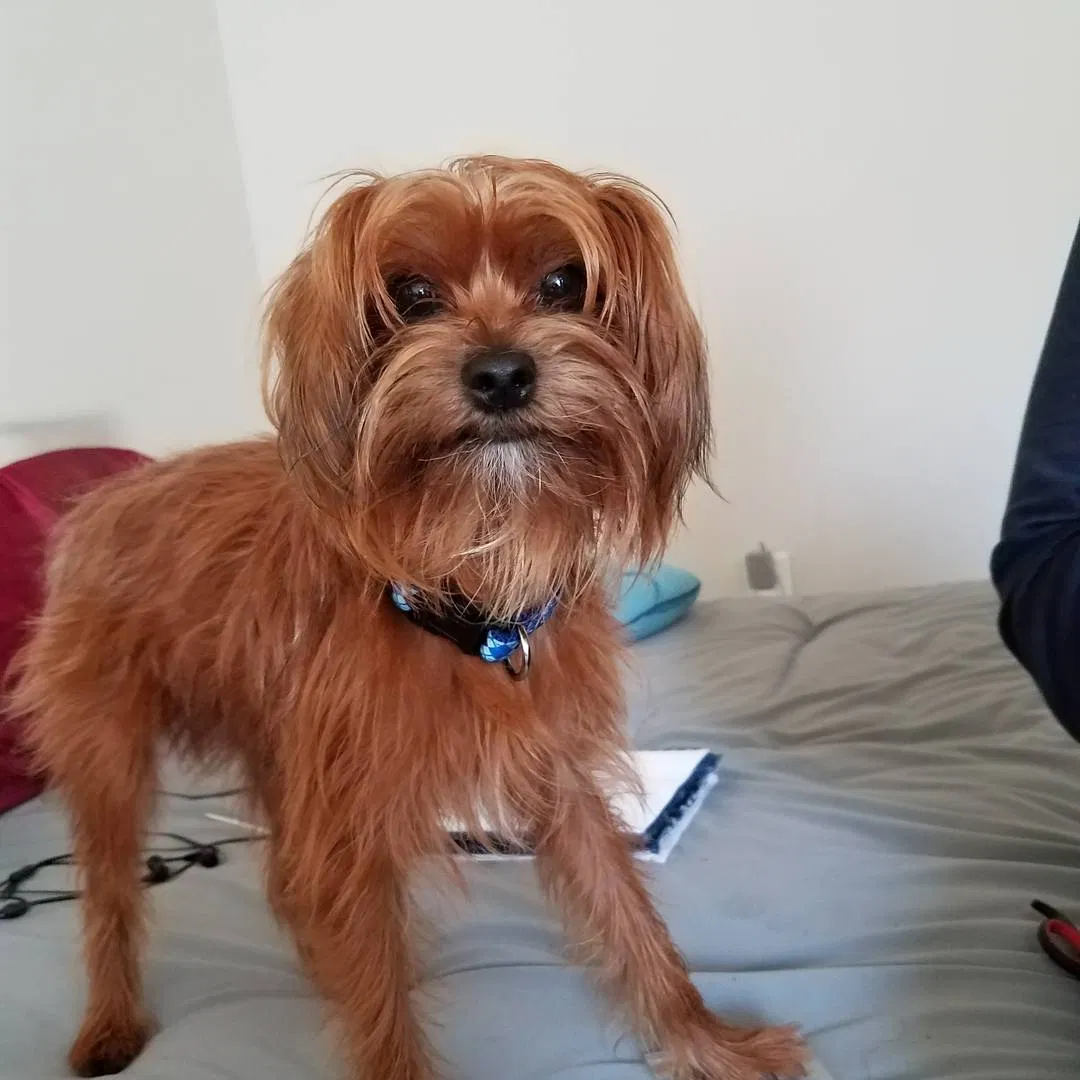 Lost dog in East Hartford, CT, 6118