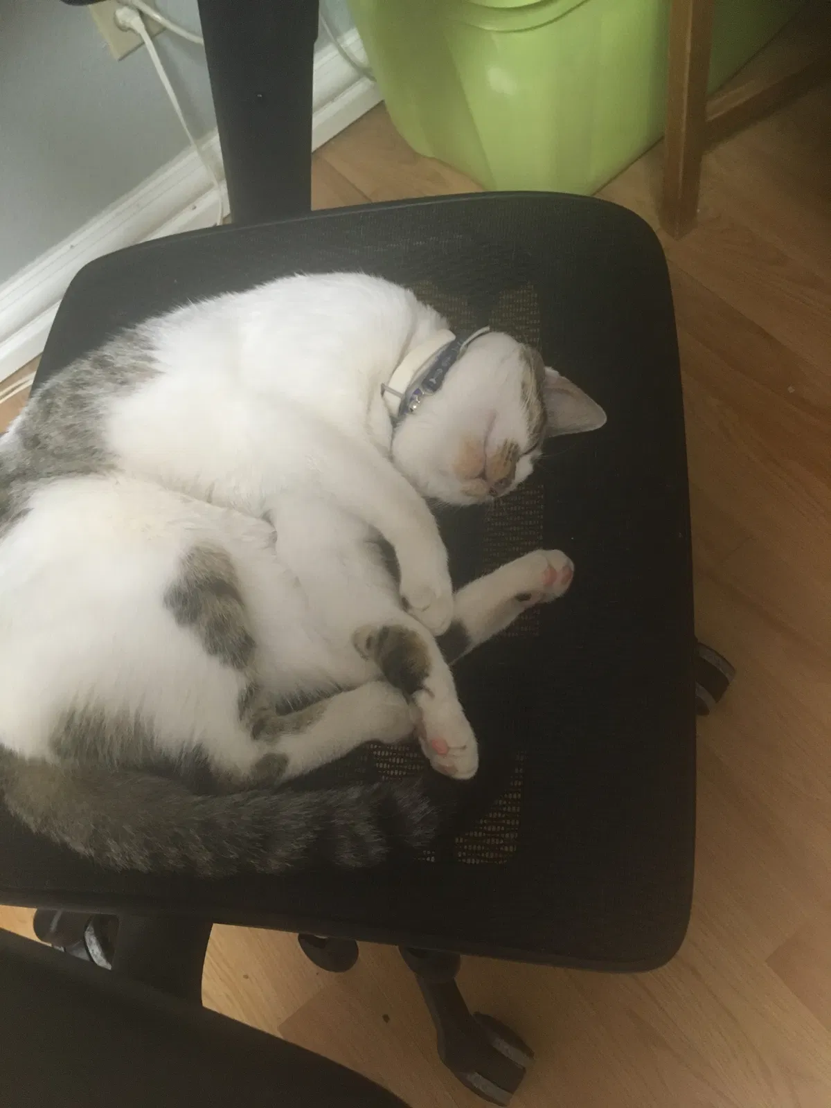 Lost cat in Laredo, TX, 78041