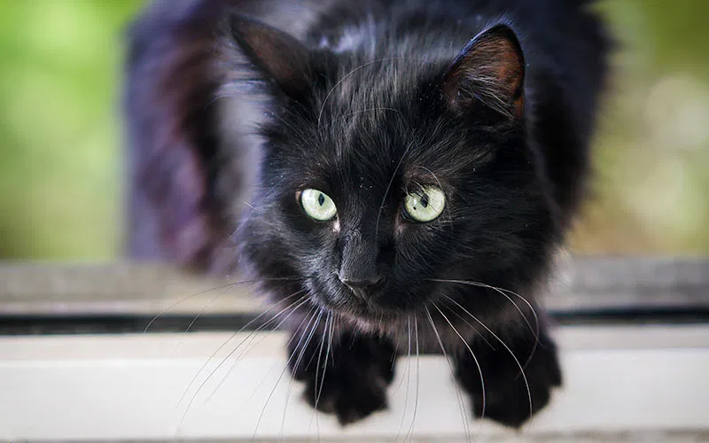 Lost cat in Fayetteville, PA, 17222