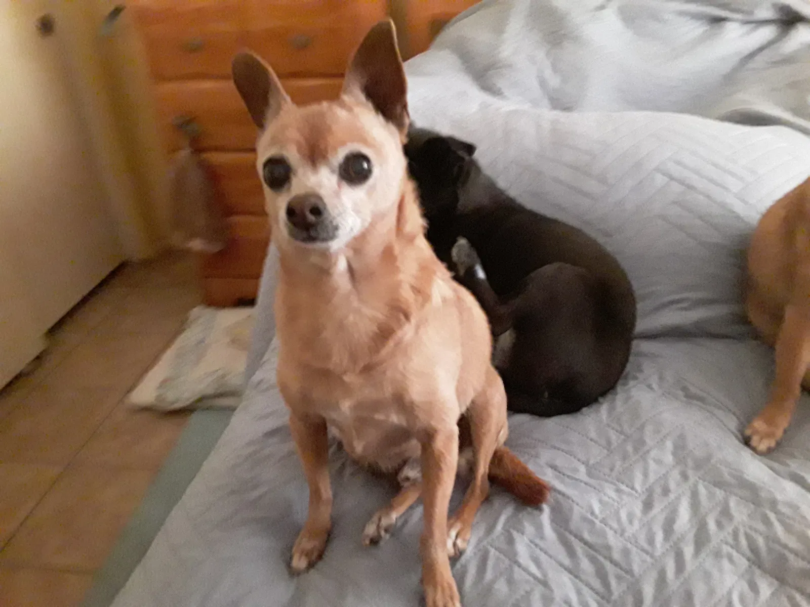 Lost dog in Glendale, AZ, 85303
