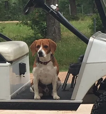 Lost dog in Somerville, TX, 77879