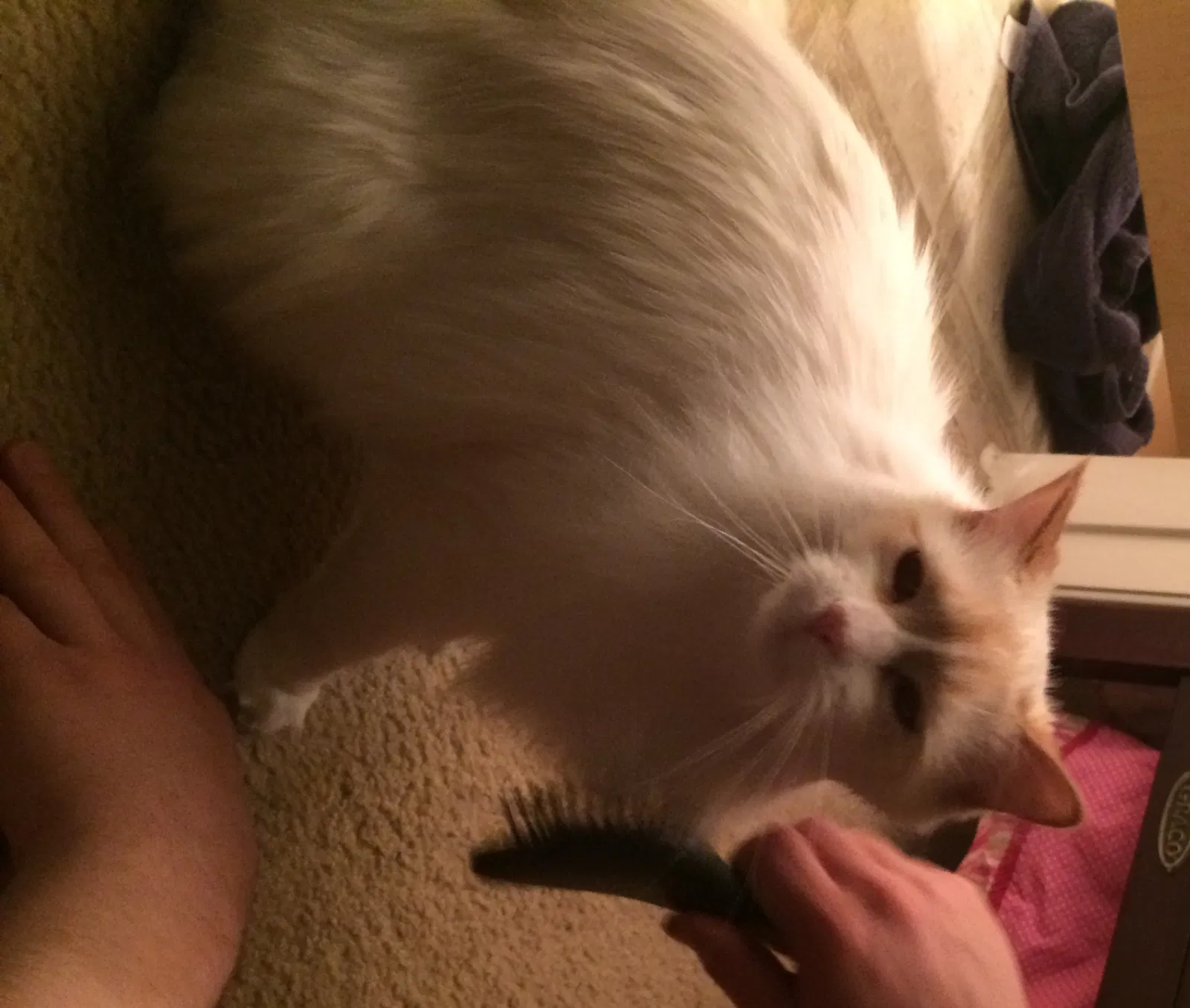 Lost cat in Plano, TX, 75024