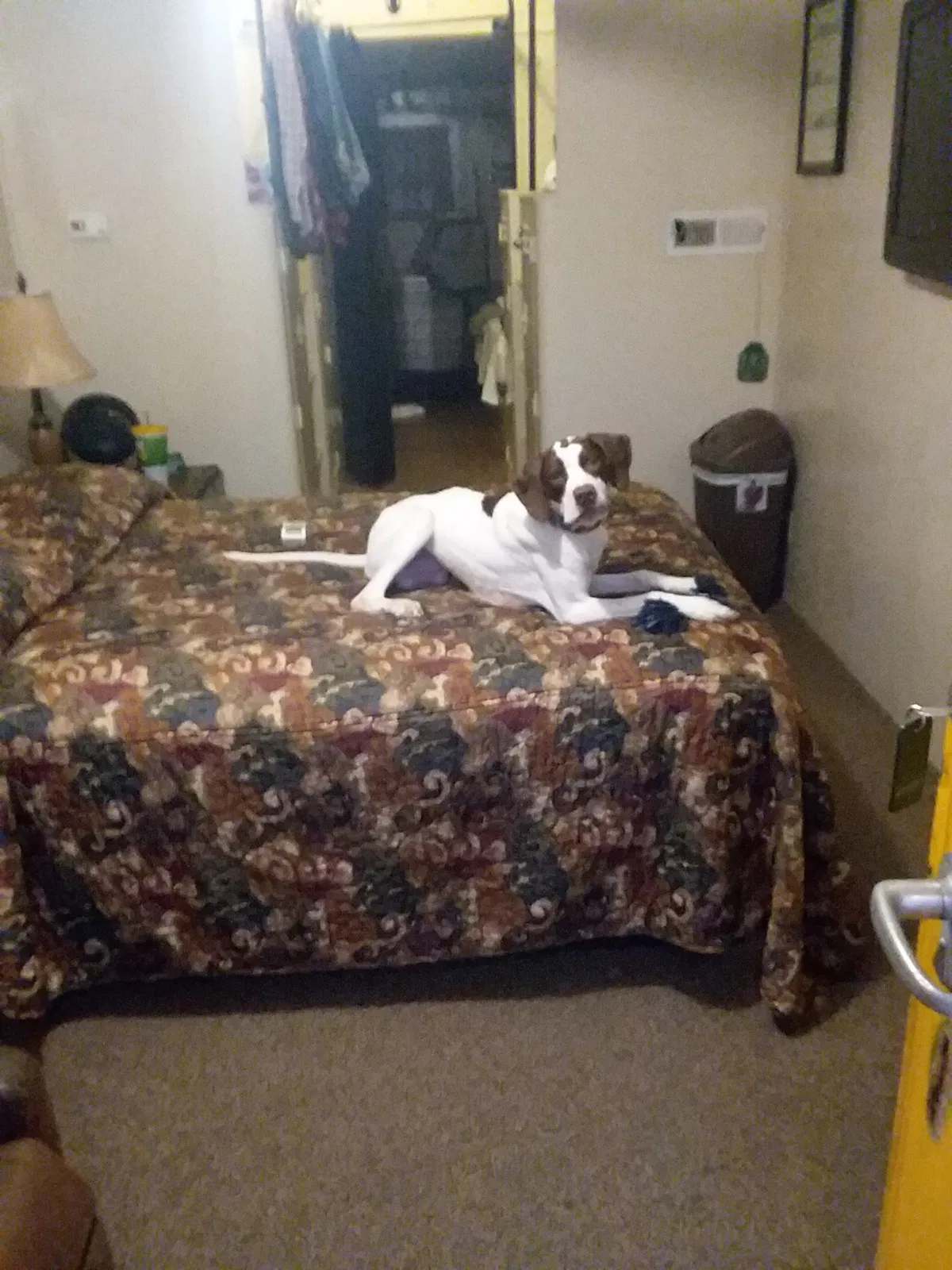 Lost dog in Vernon, TX, 76384