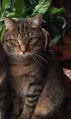 Lost cat in Brighton, MI, 48116