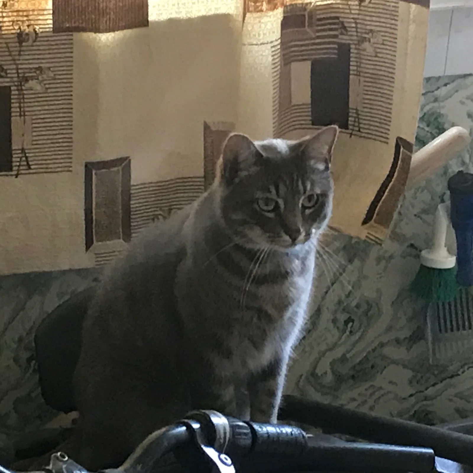 Lost cat in Chicago, IL, 60623