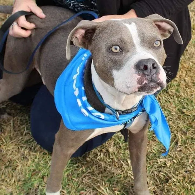 Lost dog in Lafayette, LA, 70508