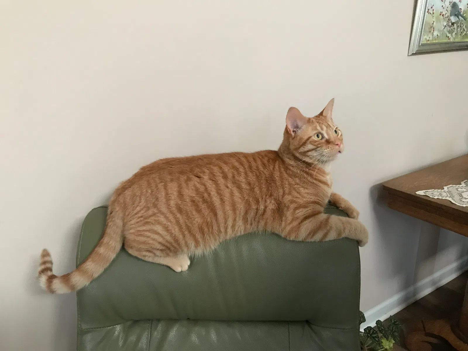 Lost cat in Lebanon, OH, 45036