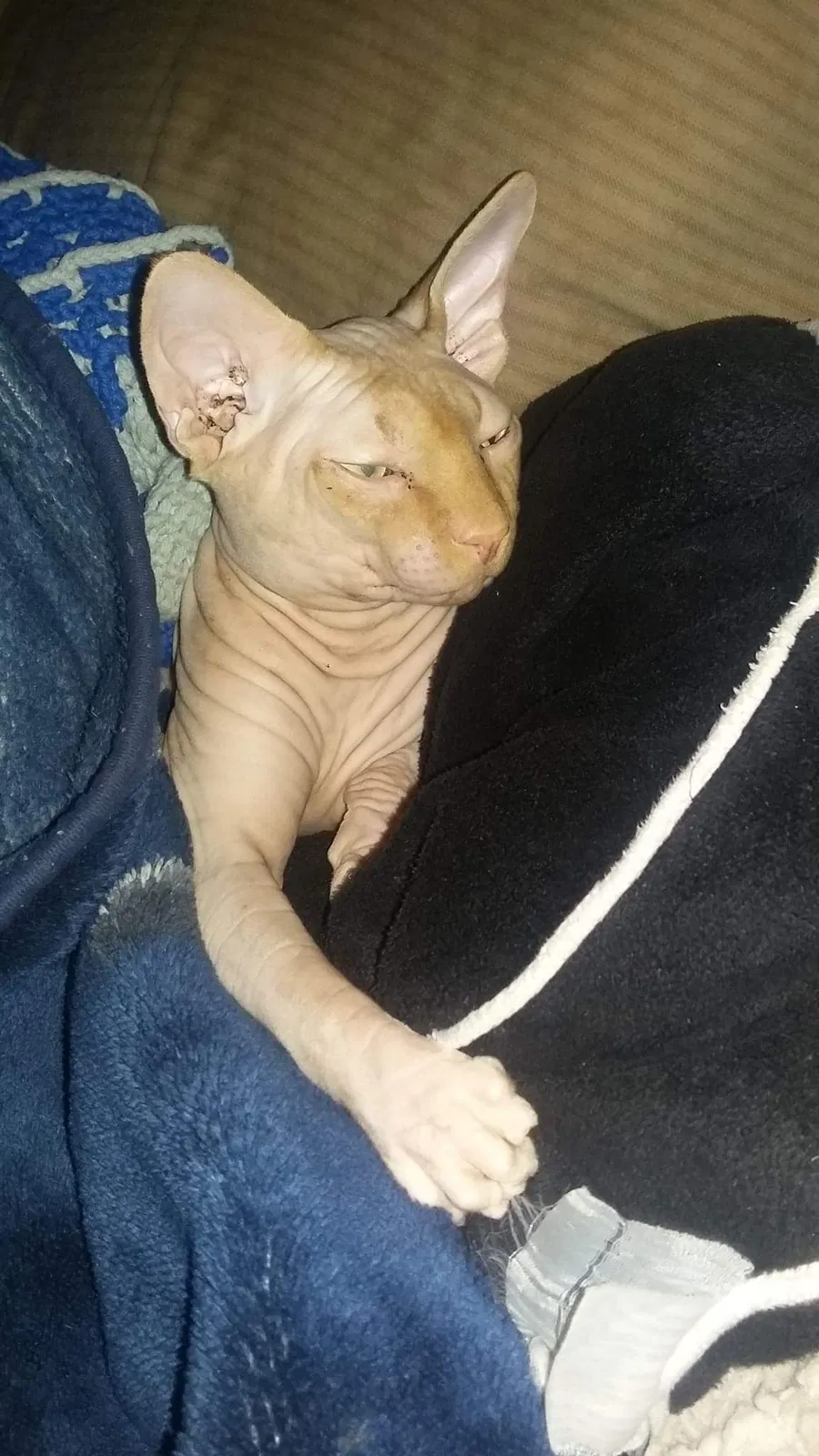 Lost cat in Canajoharie, NY, 13317