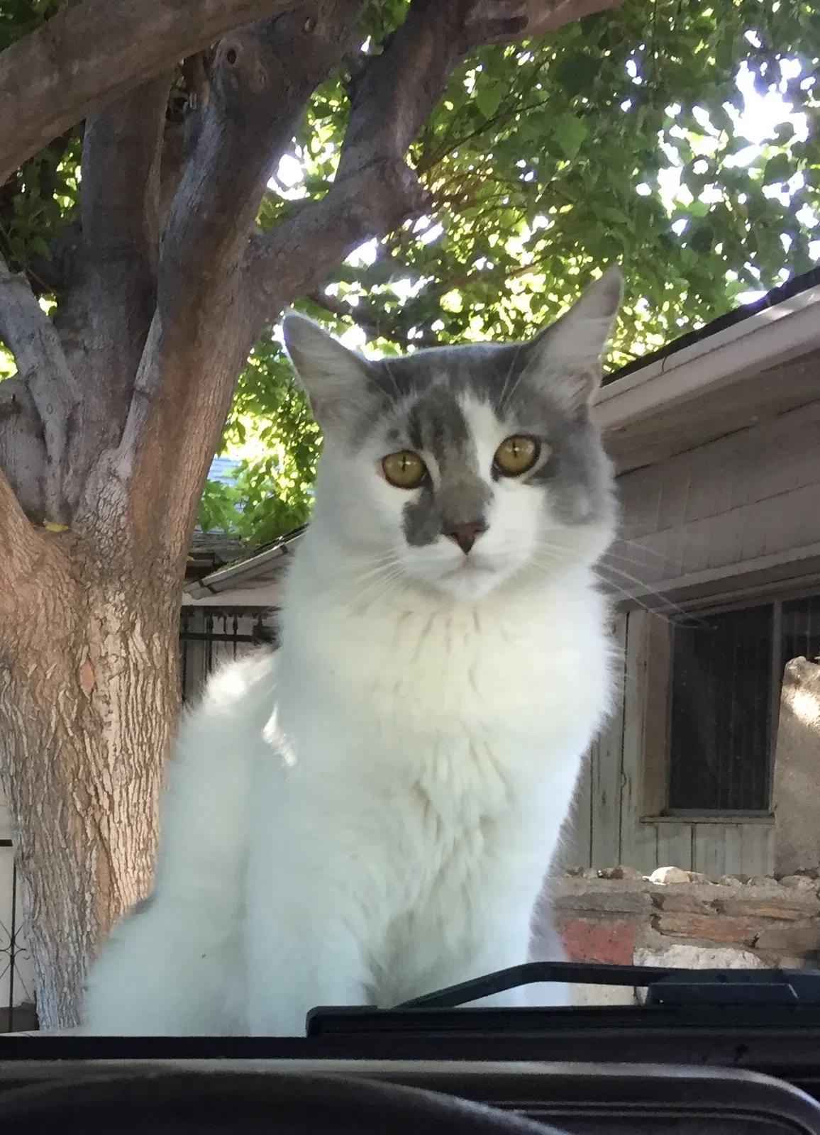 Lost cat in North Hollywood, CA, 91601