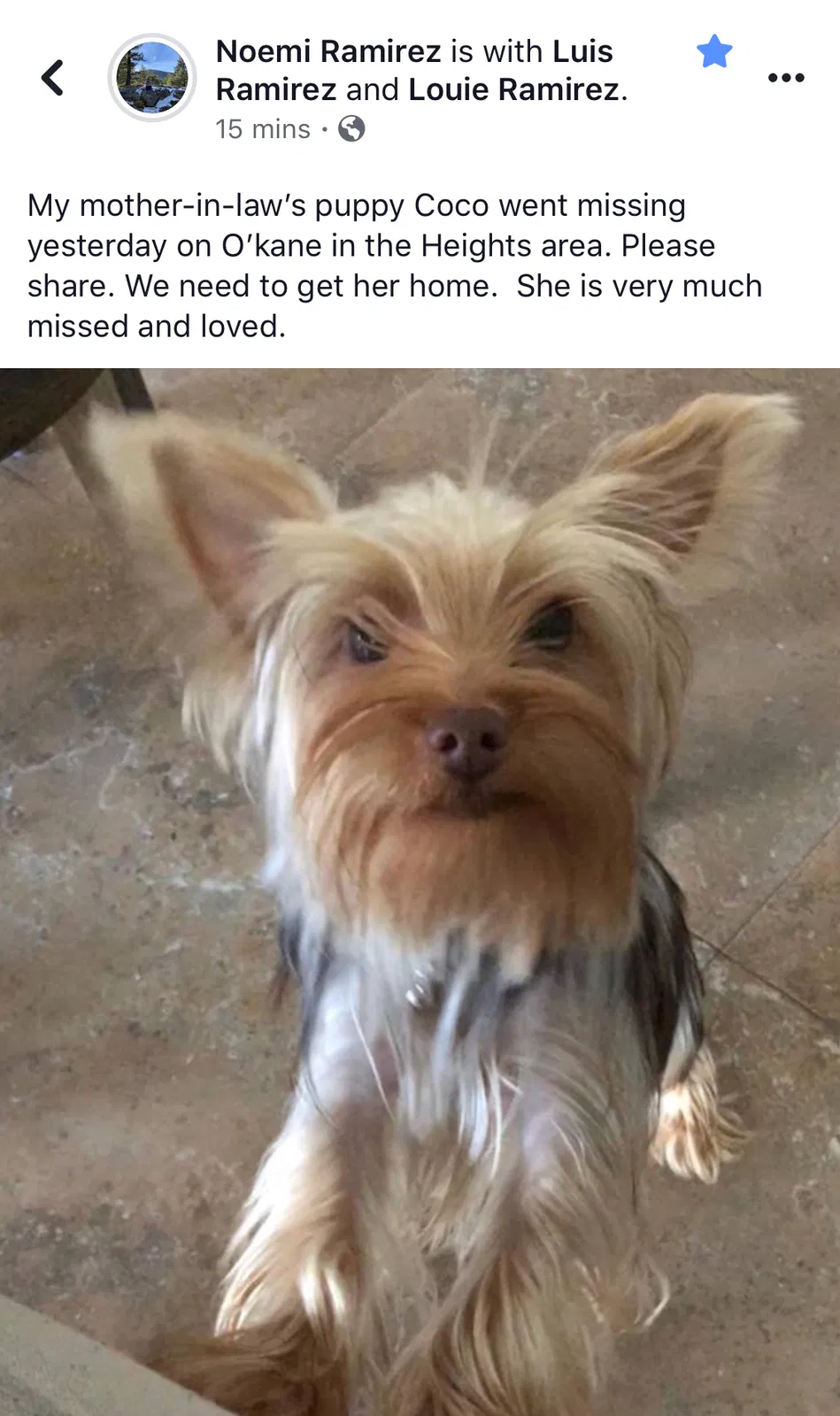 Lost dog in Laredo, TX, 78043