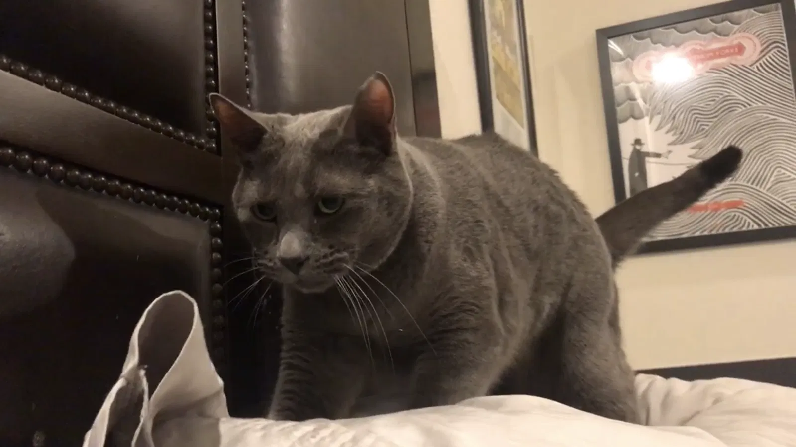 Lost cat in Laredo, TX, 78045