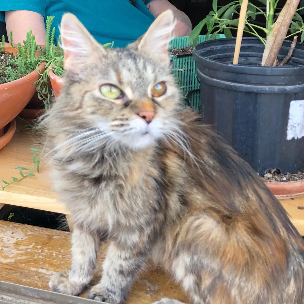 Lost cat in Round Rock, TX, 78664