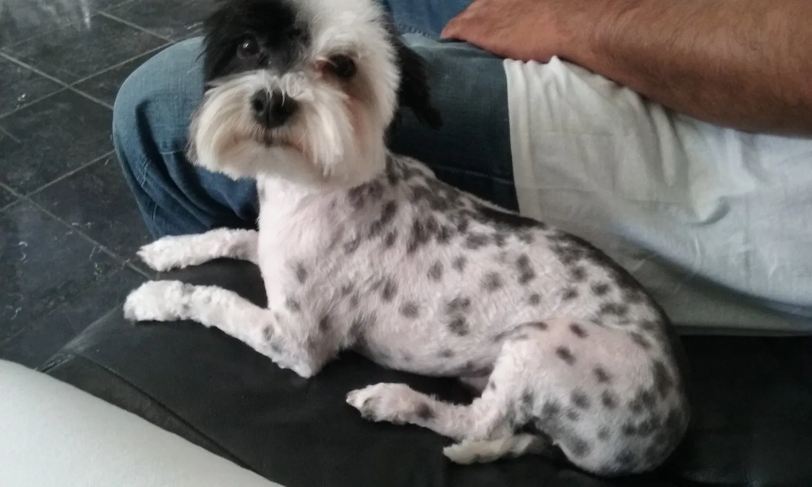 Lost dog in El Paso, TX, 79912