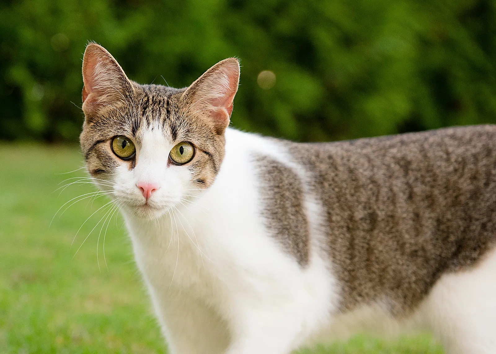 Lost cat in Dacula, GA, 30019