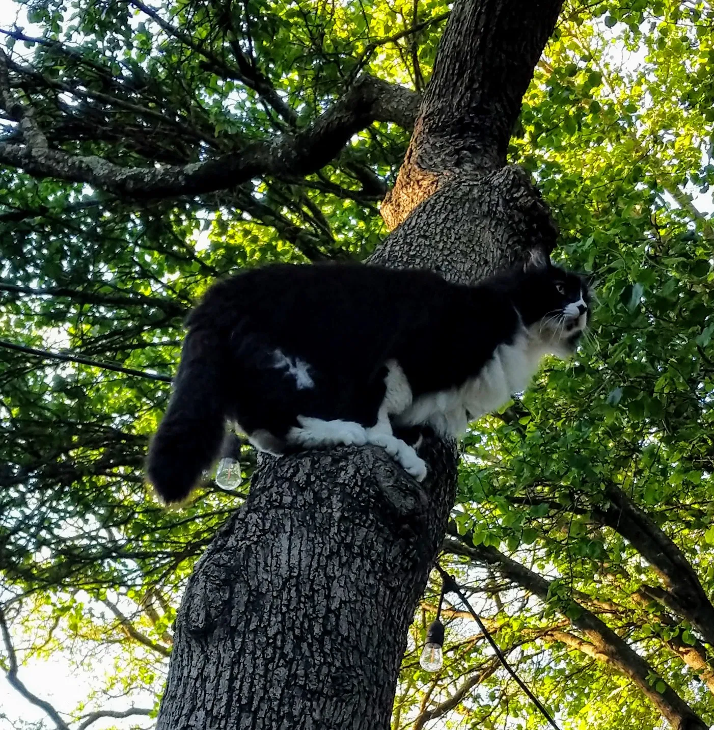 Lost cat in Cedar Park, TX, 78613