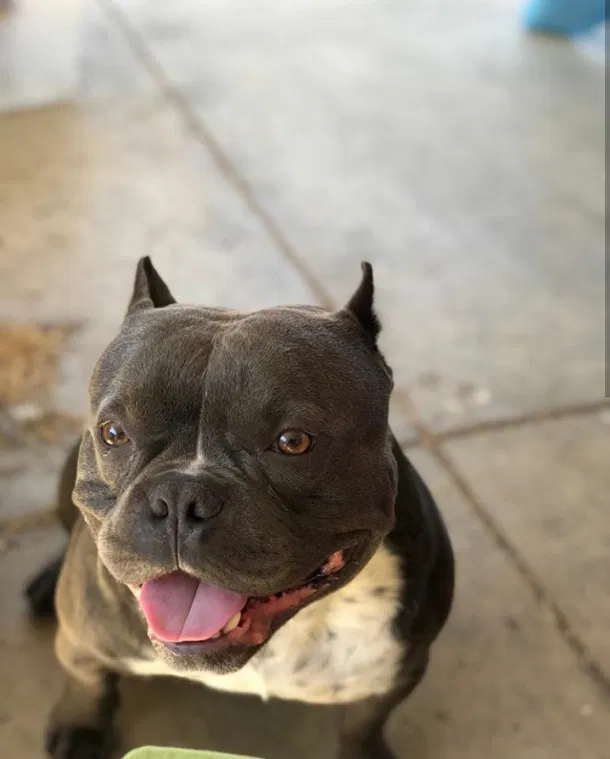 Lost dog in Montclair, CA, 91763