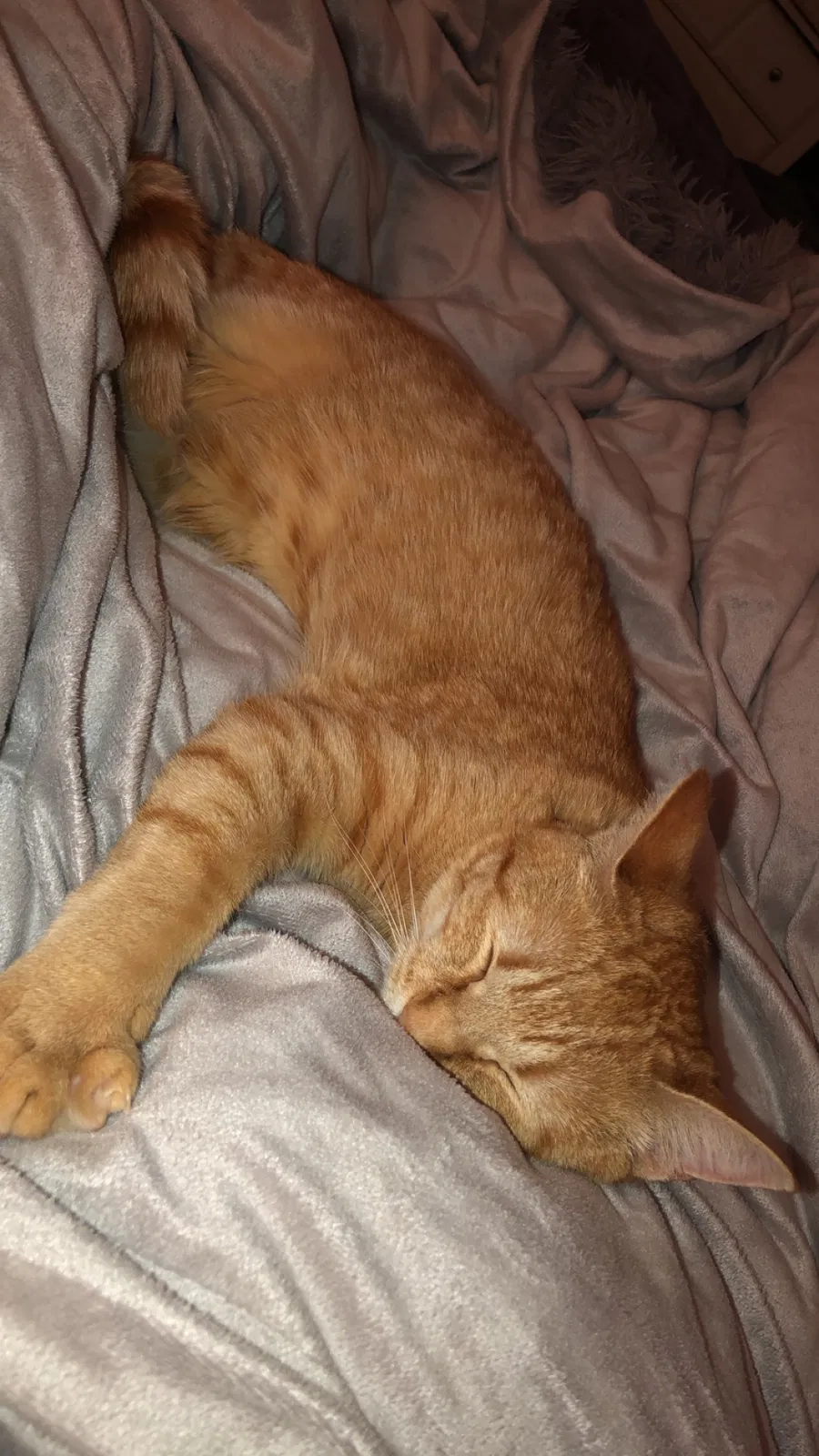 Lost cat in Boise, ID, 83712