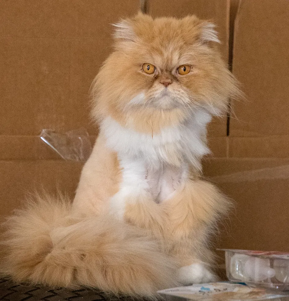 Lost cat in Orlando, FL, 32814