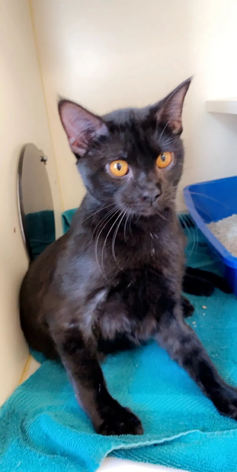Lost cat in Port Saint Lucie, FL, 34952
