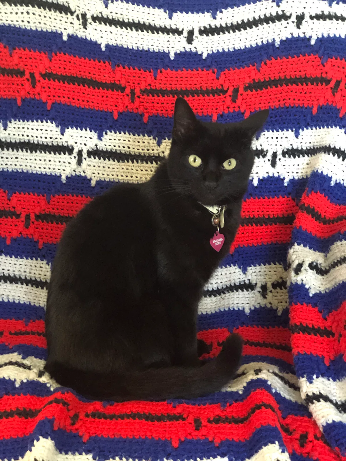 Lost cat in Wichita Falls, TX, 76301