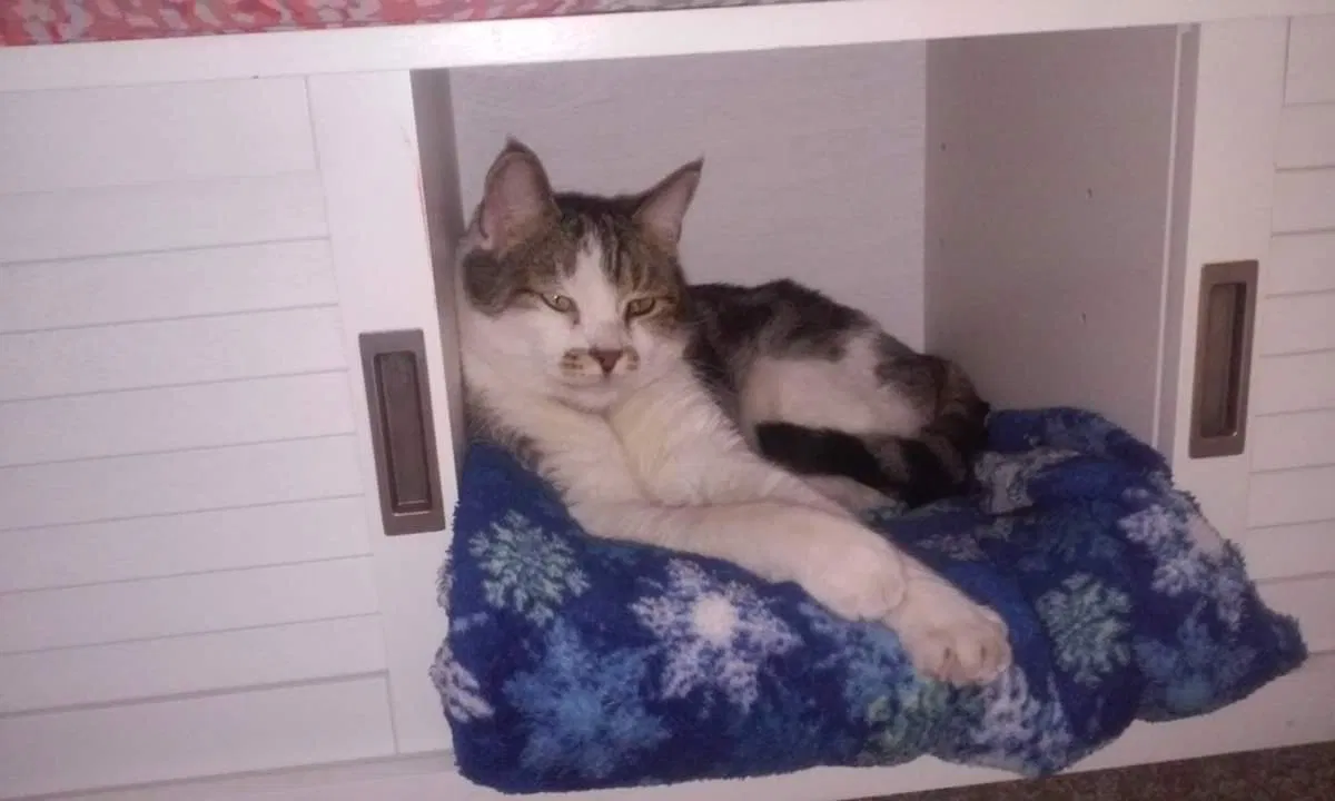 Lost cat in Chino Valley, AZ, 86323