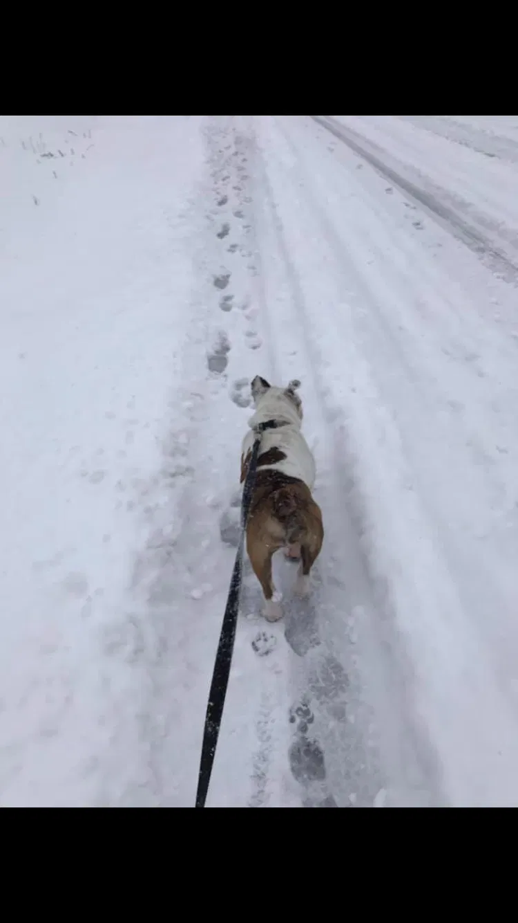 Lost dog in Holland, MI, 49424