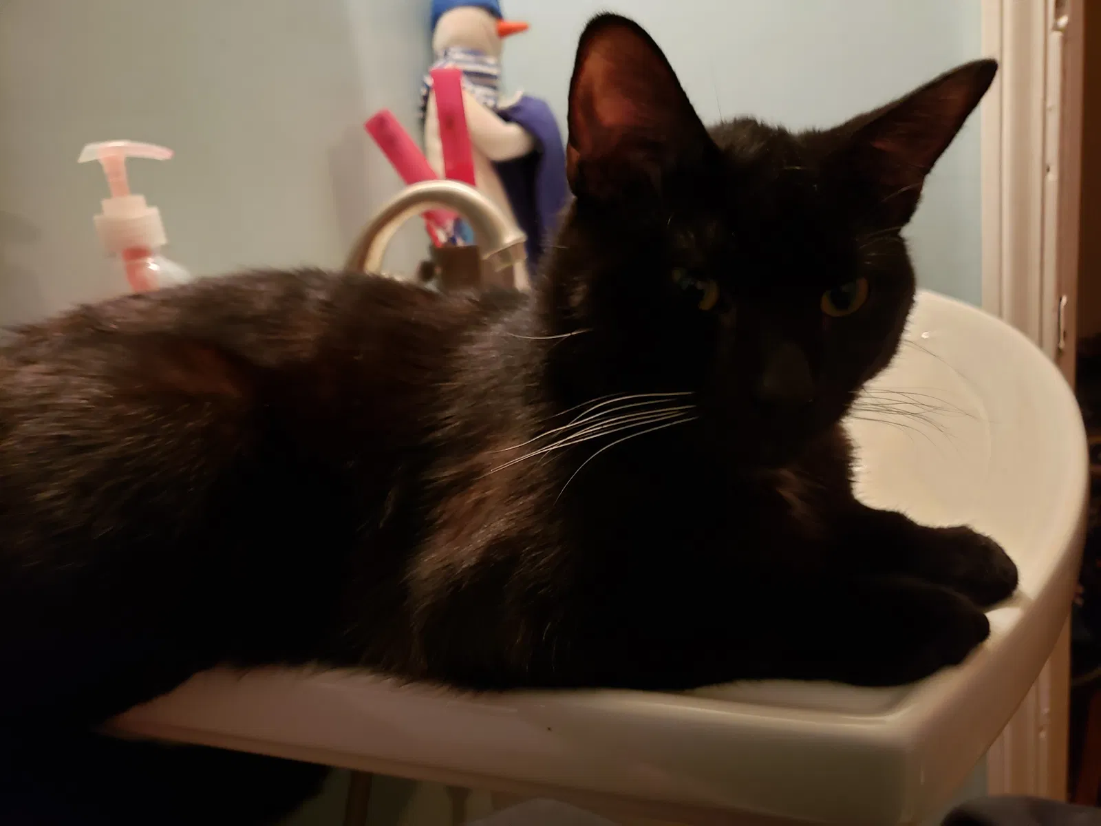 Lost cat in Mckeesport, PA, 15132