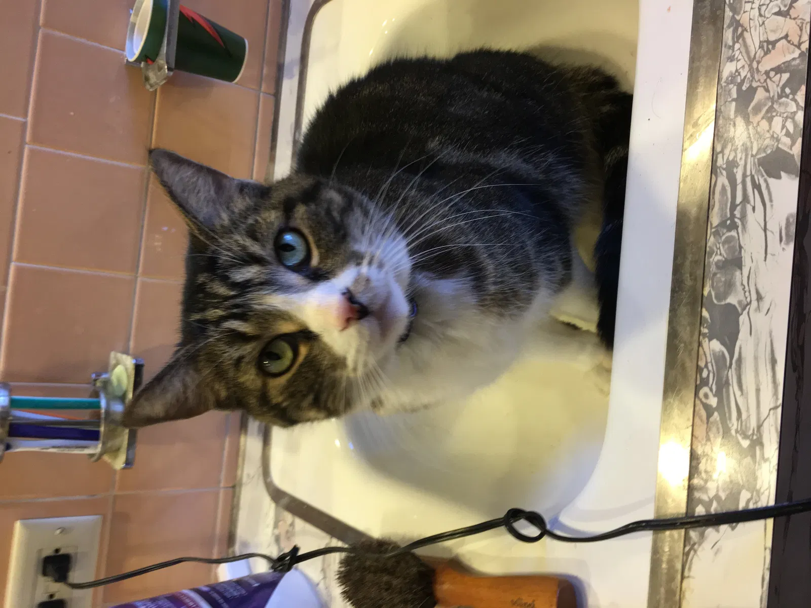 Lost cat in Oak Lawn, IL, 60453