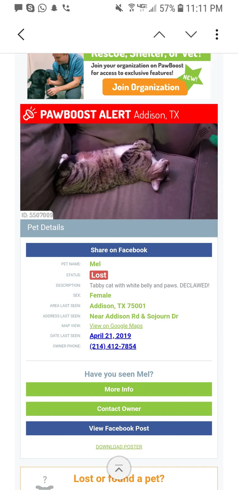 Lost cat in Addison, TX, 75001